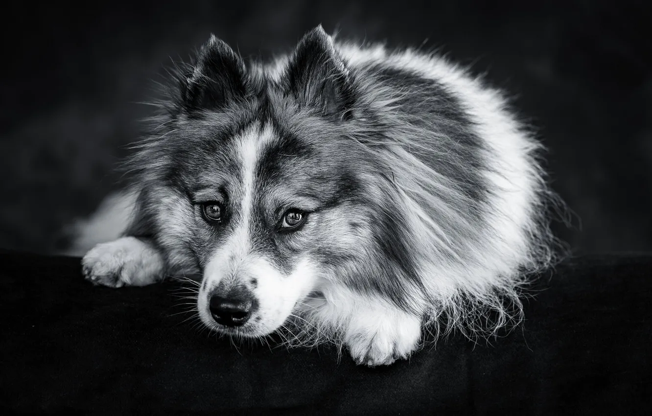 Photo wallpaper look, face, dog, black and white, monochrome