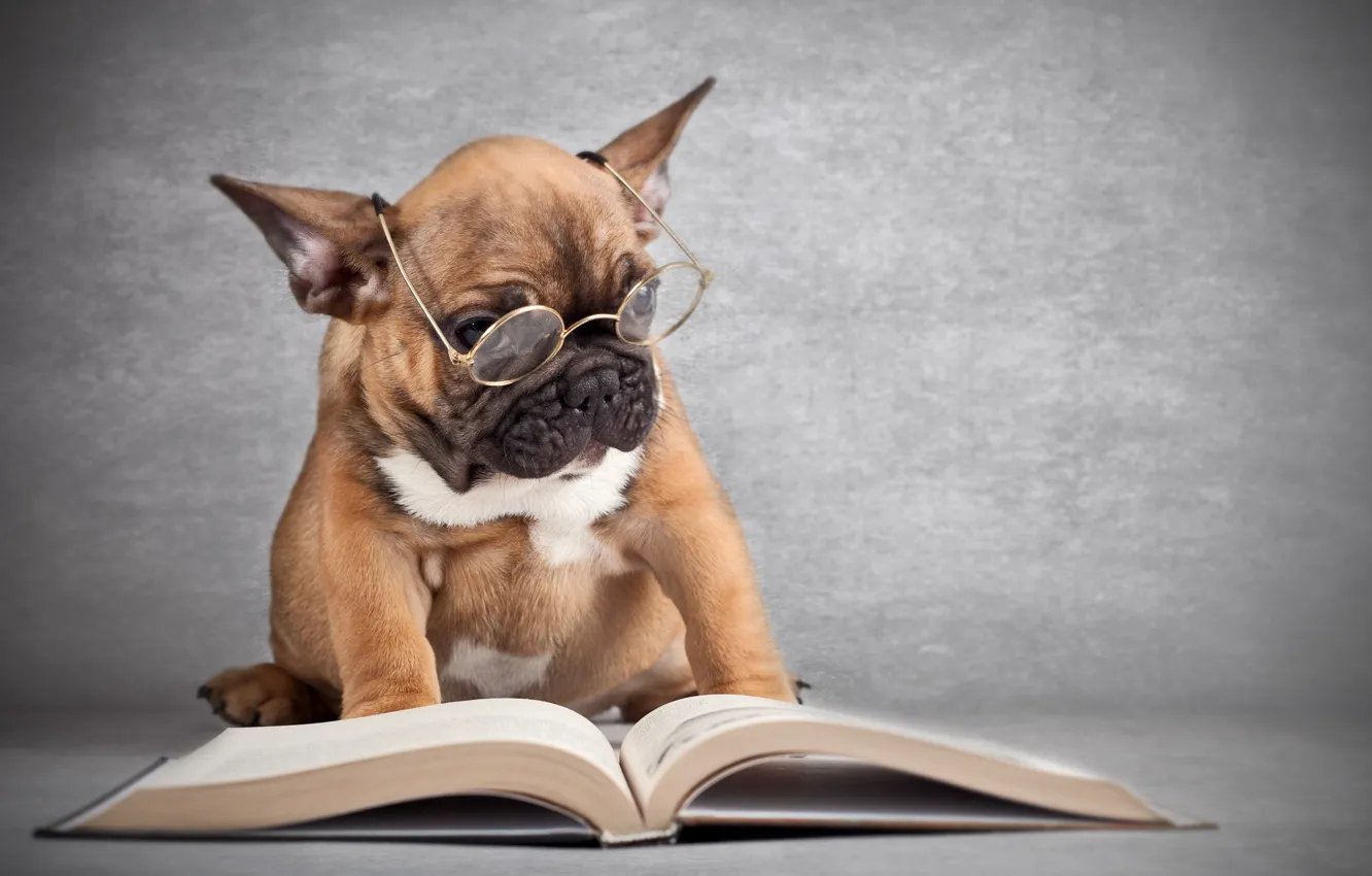 Photo wallpaper dog, glasses, book
