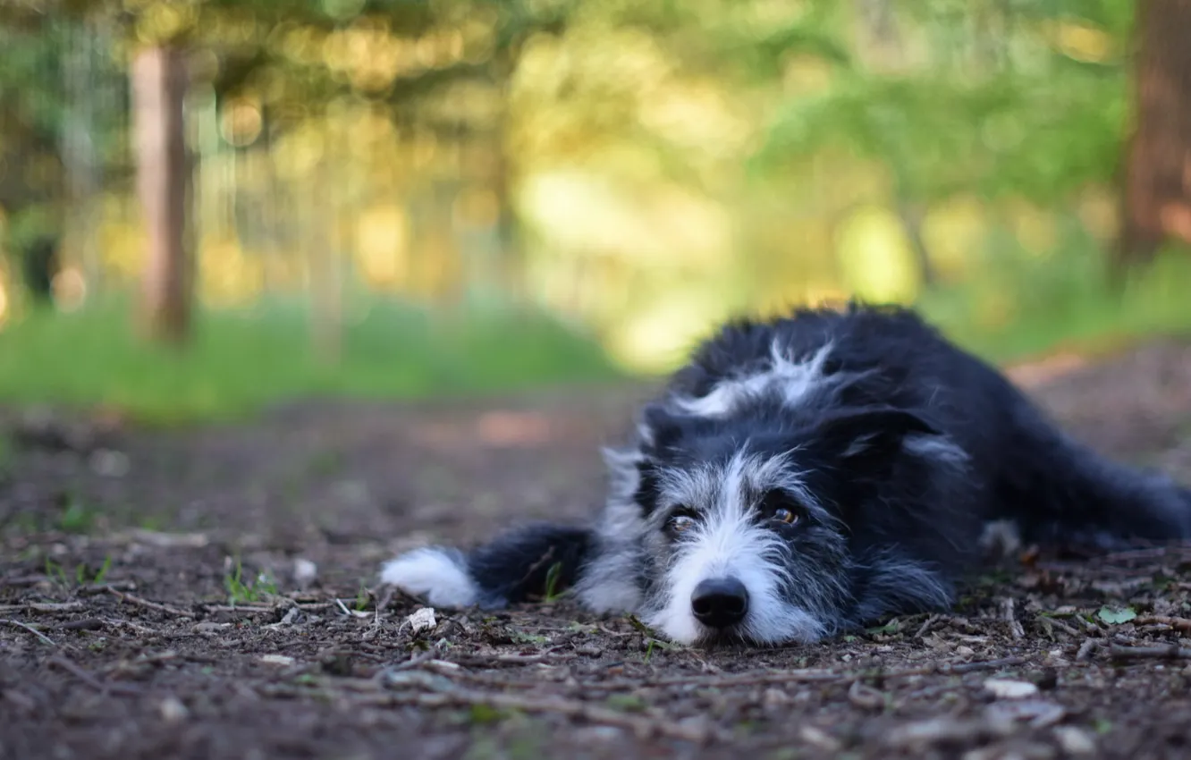 Photo wallpaper look, each, dog