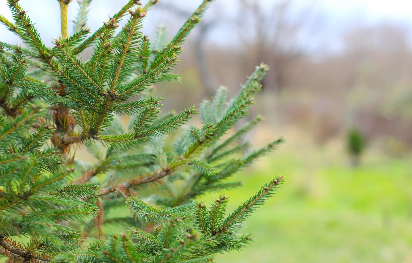 Photo wallpaper green, spruce, twig
