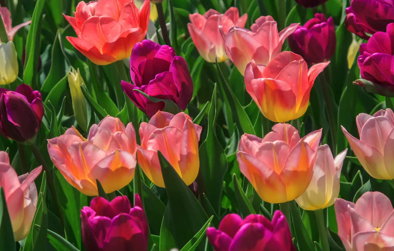 Photo wallpaper spring, tulips, buds