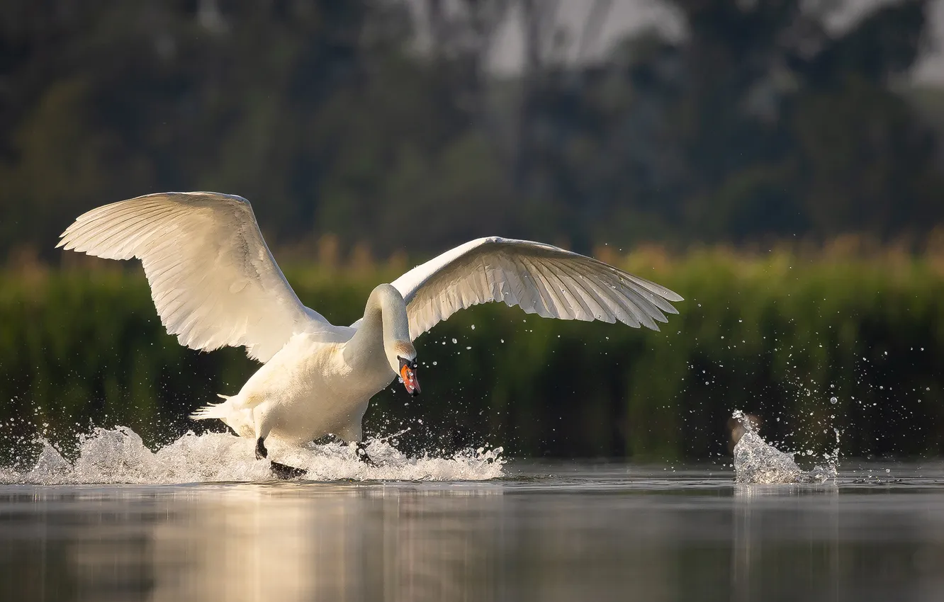 Photo wallpaper water, flight, bird, swan, swans, Adamec Robert