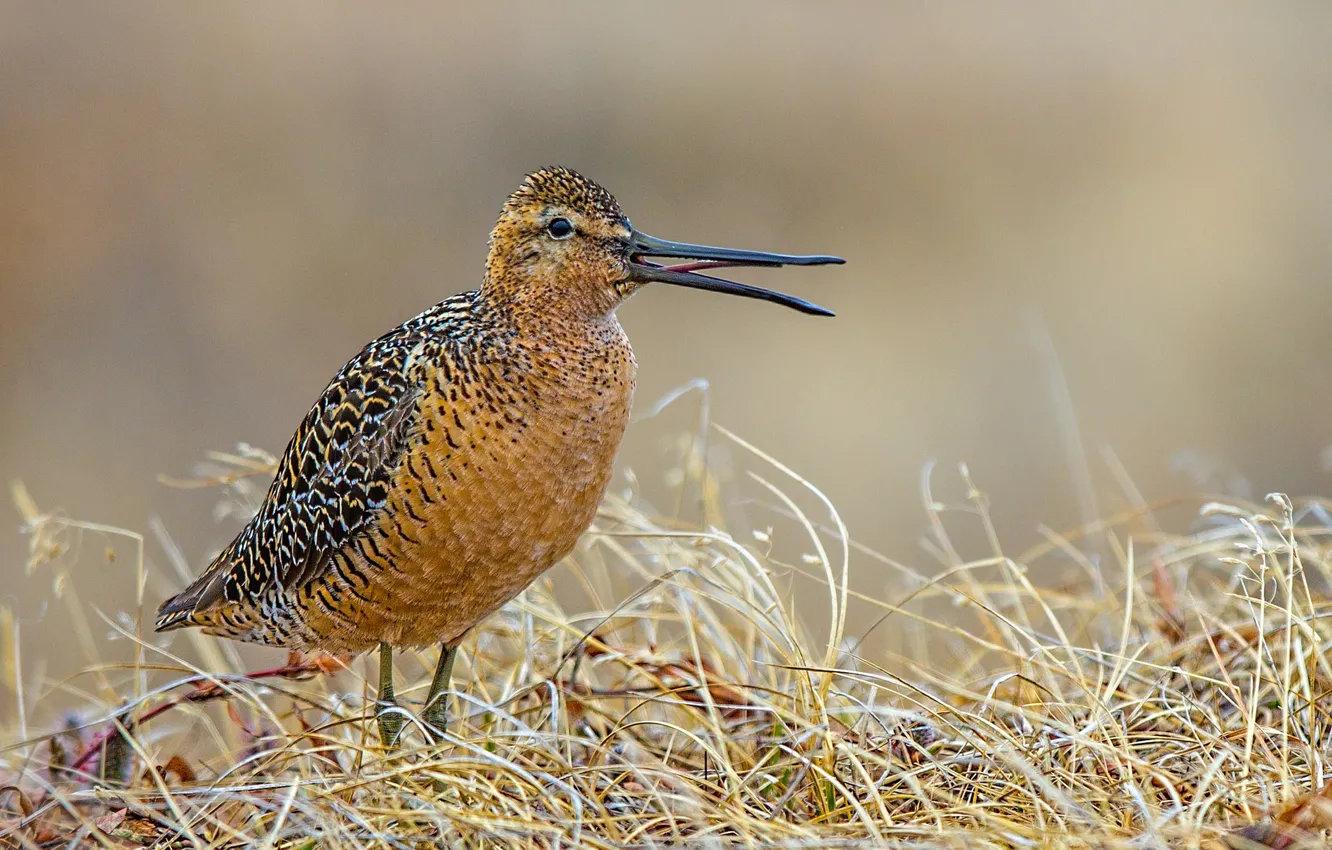 Photo wallpaper grass, bird, beak, American bukasovii black-tailed Godwit