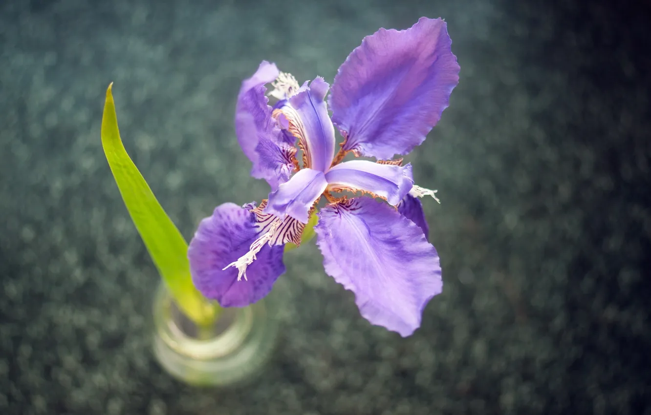 Photo wallpaper flower, purple, macro, sheet, vase, beautiful
