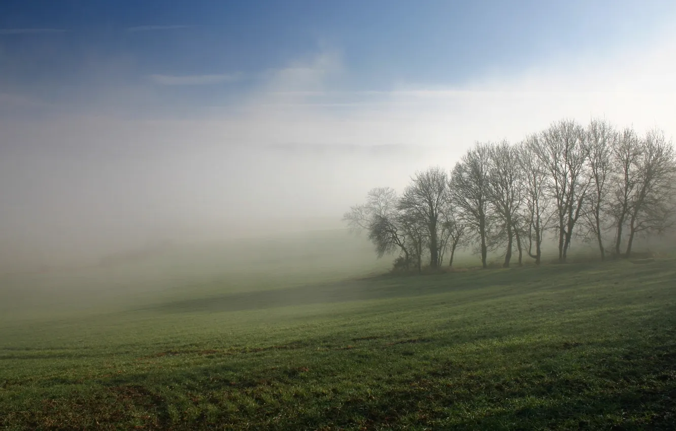 Photo wallpaper trees, fog, dawn, lawn, weed