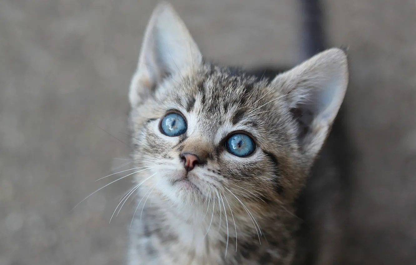 Photo wallpaper muzzle, kitty, blue eyes