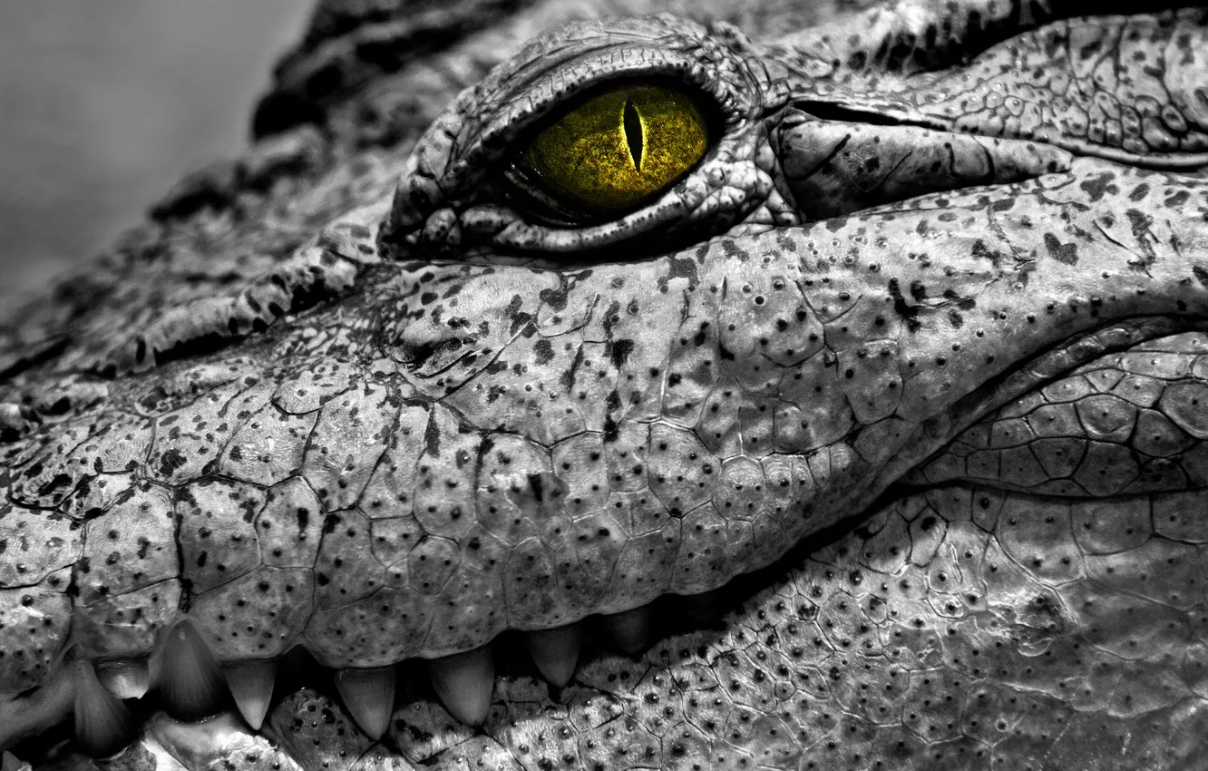 Photo wallpaper eyes, leather, crocodile, reptile