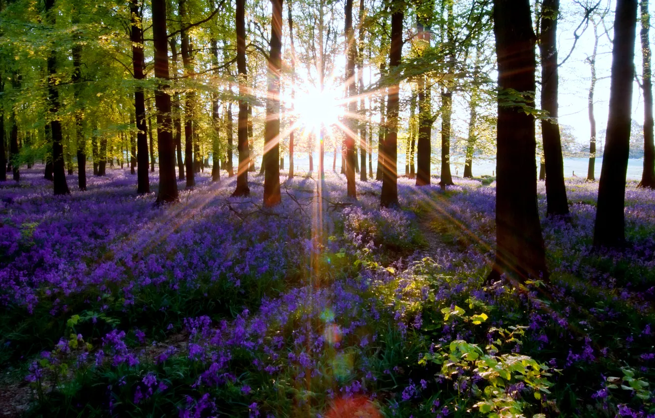 Photo wallpaper forest, the sun, light, nature