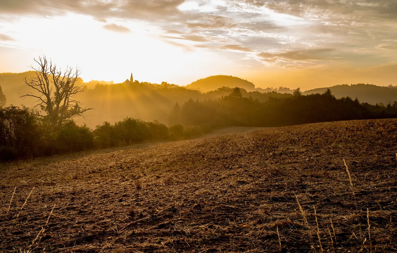 Photo wallpaper field, light, morning
