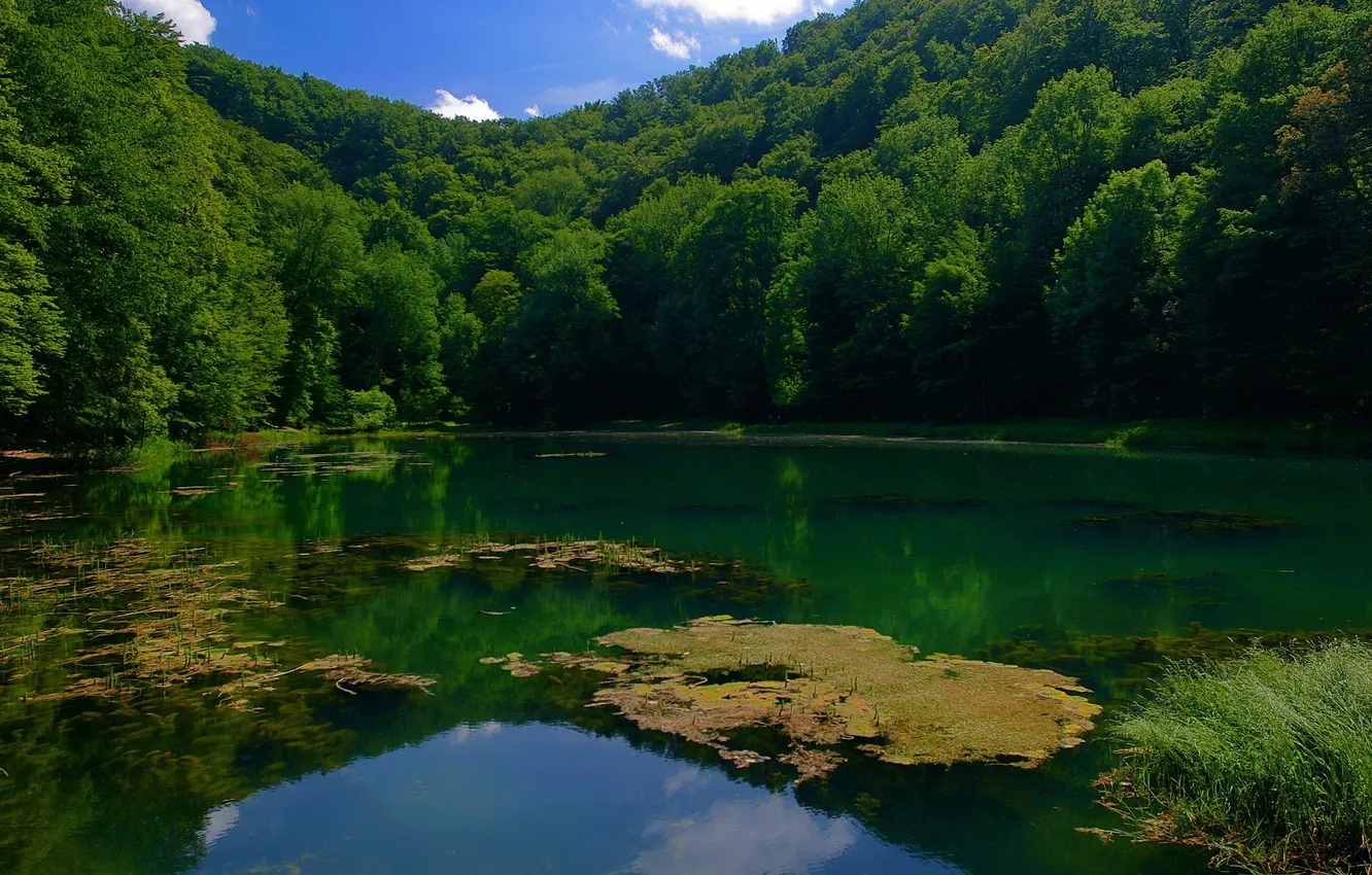 Photo wallpaper forest, water, trees, lake, Hungary, Janoshalma.