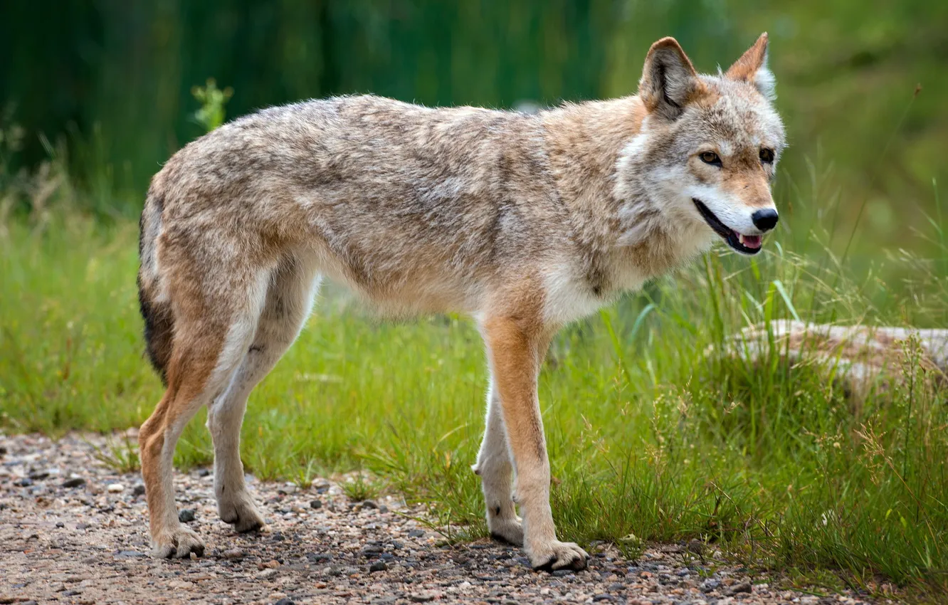 Photo wallpaper summer, nature, Wild Coyote