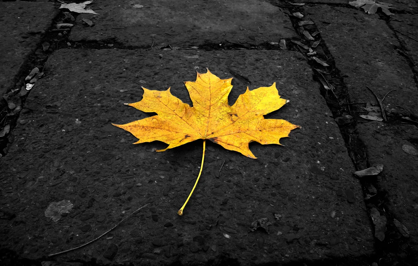 Photo wallpaper autumn, leaves, macro, yellow, leaf