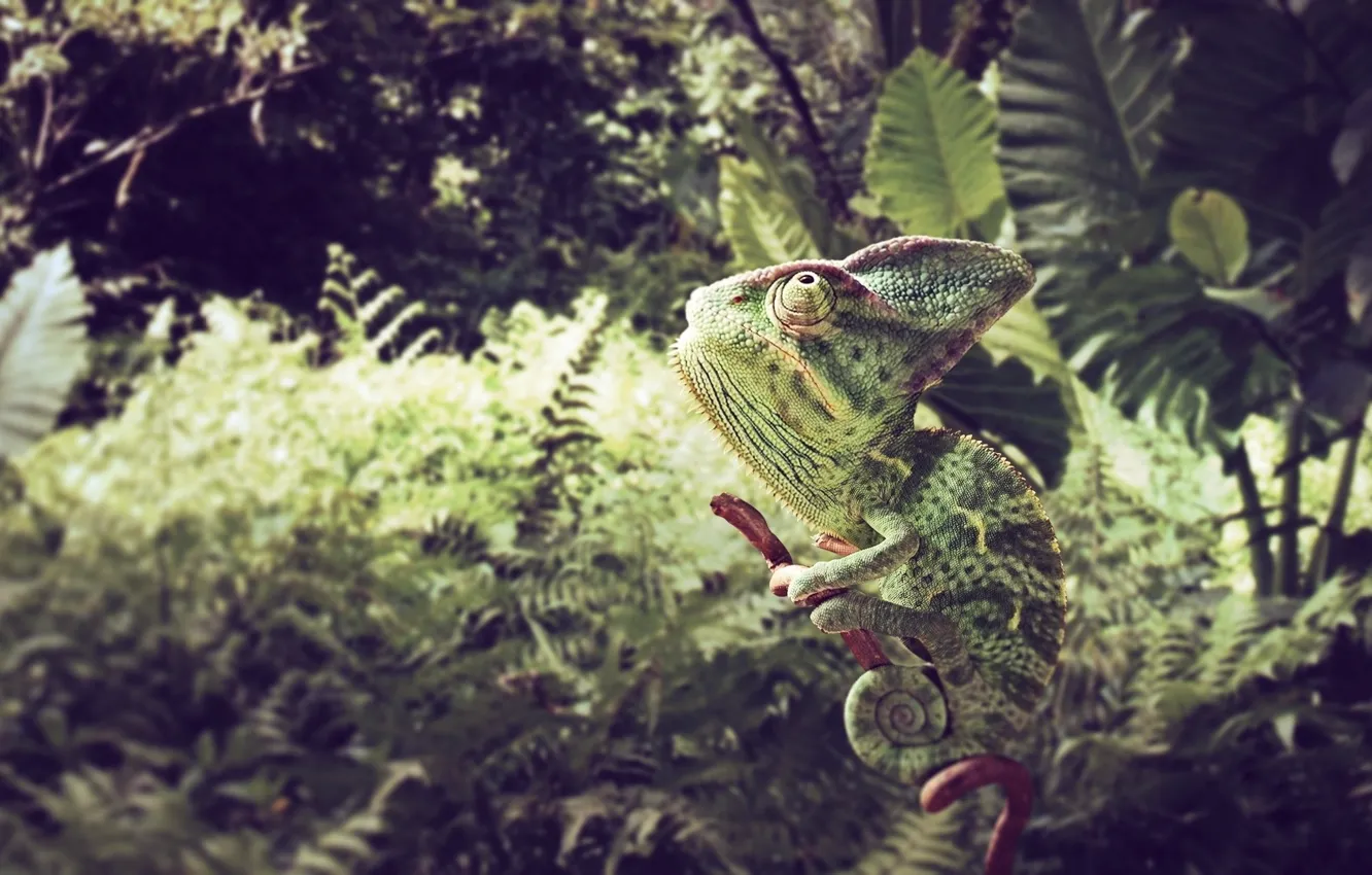Photo wallpaper grass, background, leaves, color, animal, branches, chameleon, sit