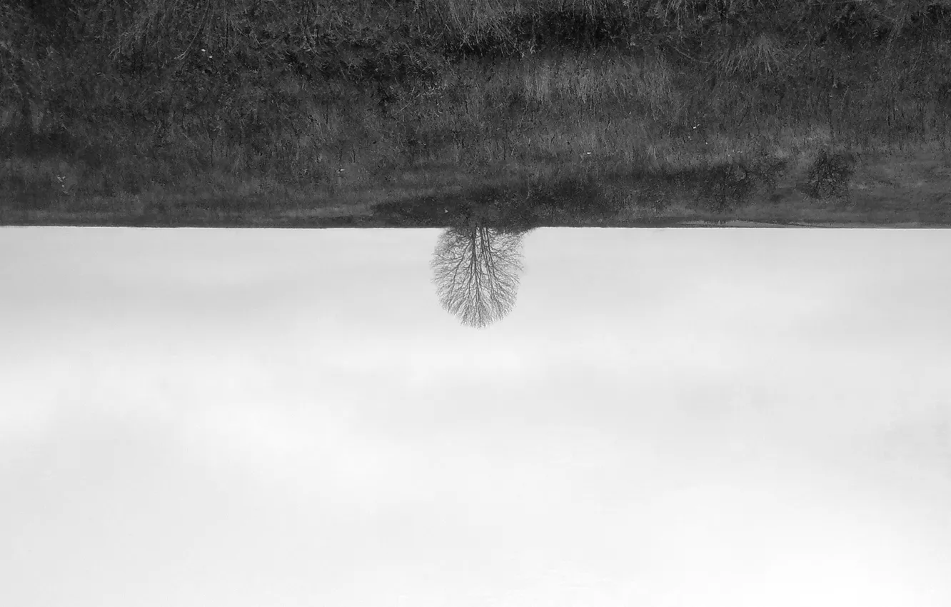 Photo wallpaper trees, nature, minimalism, black and white