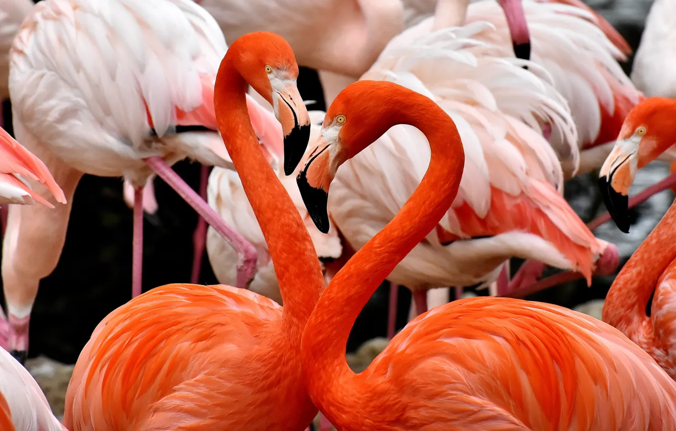 Photo wallpaper birds, feathers, beak, pink, Flamingo