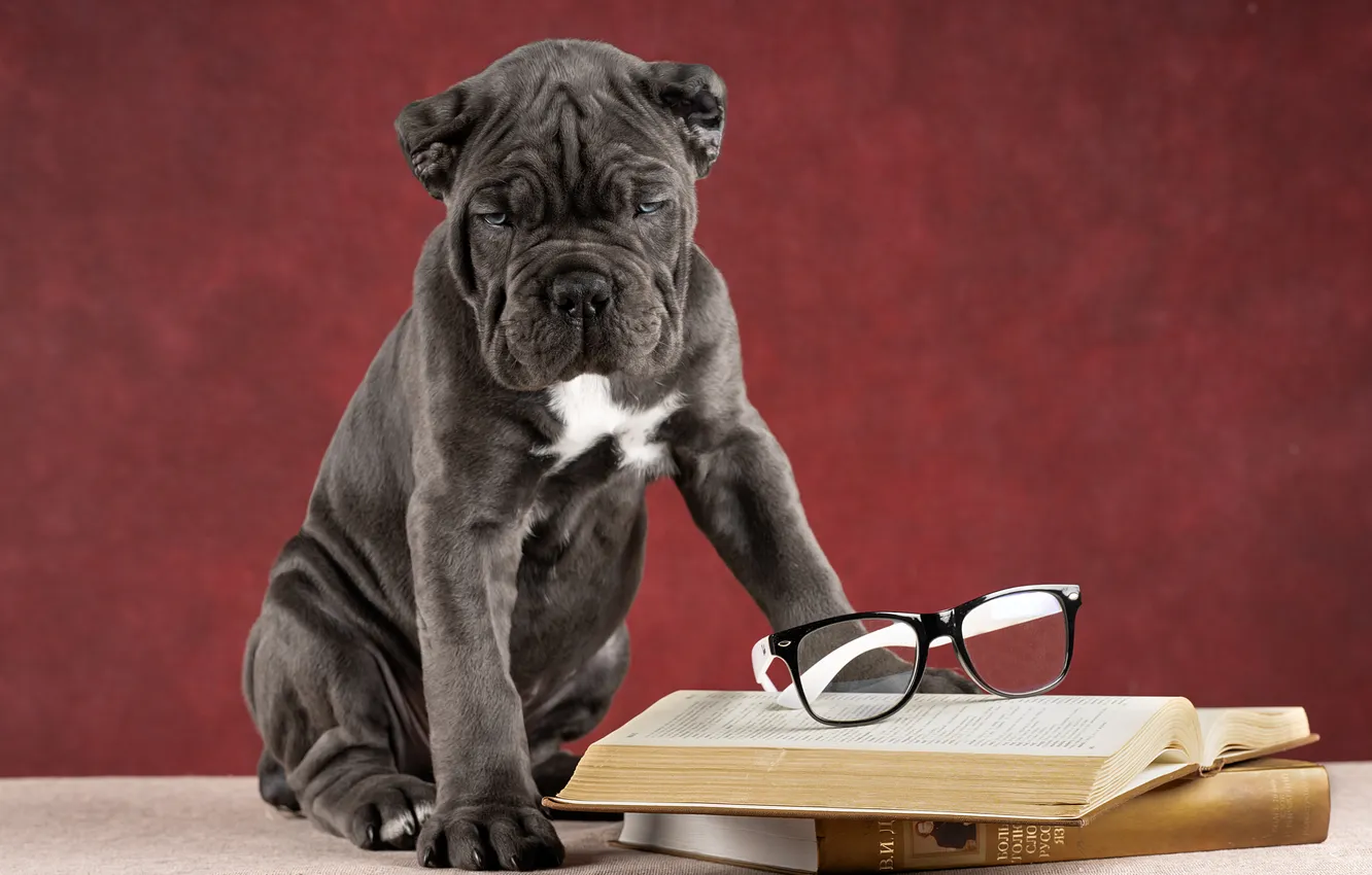 Photo wallpaper background, dog, glasses, puppy, book, cane Corso, Irina Kovaleva