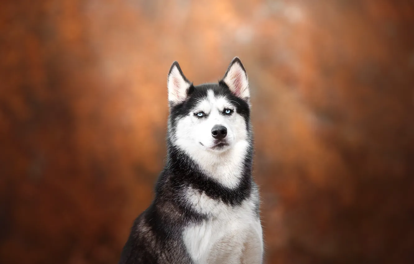Photo wallpaper look, background, portrait, dog, husky, bokeh