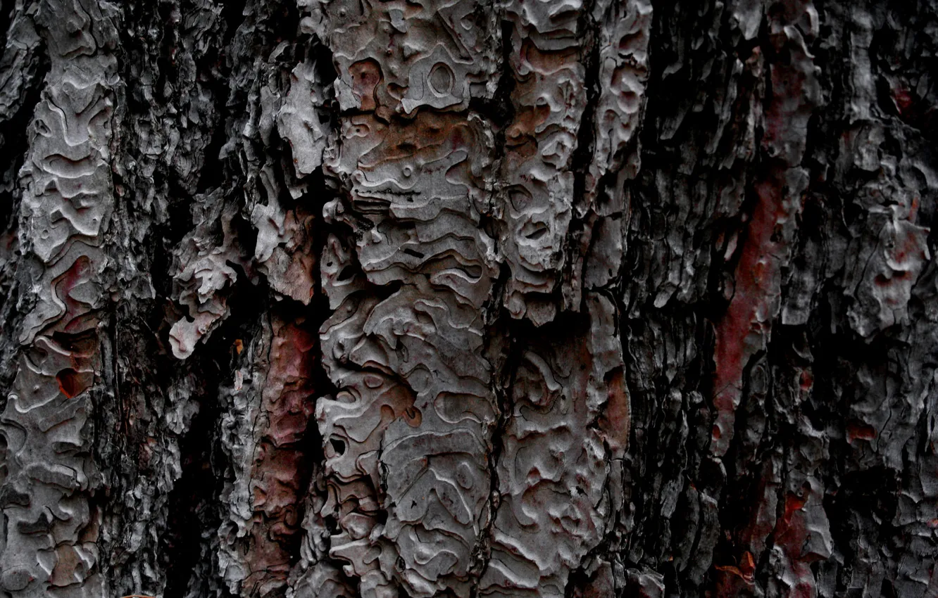 Photo wallpaper background, tree, texture, bark