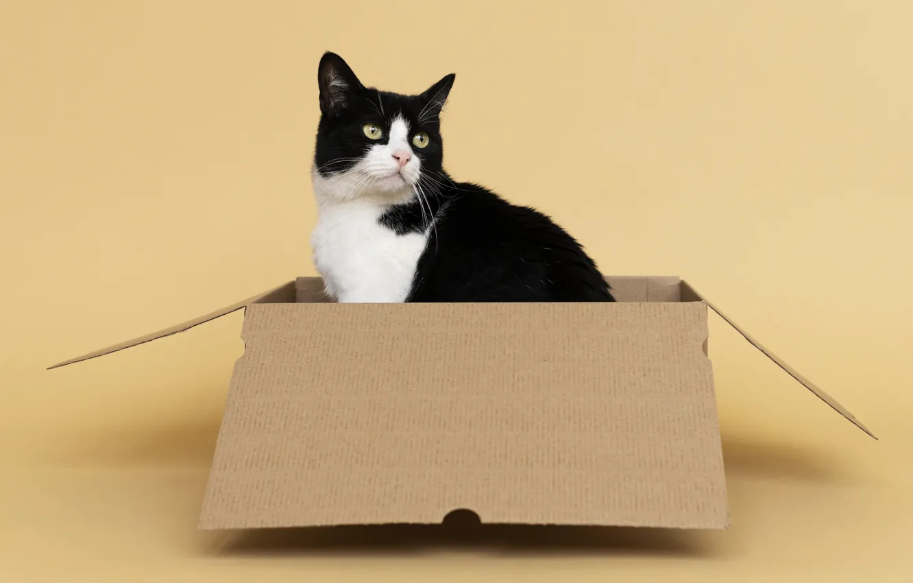 Photo wallpaper cat, cat, box
