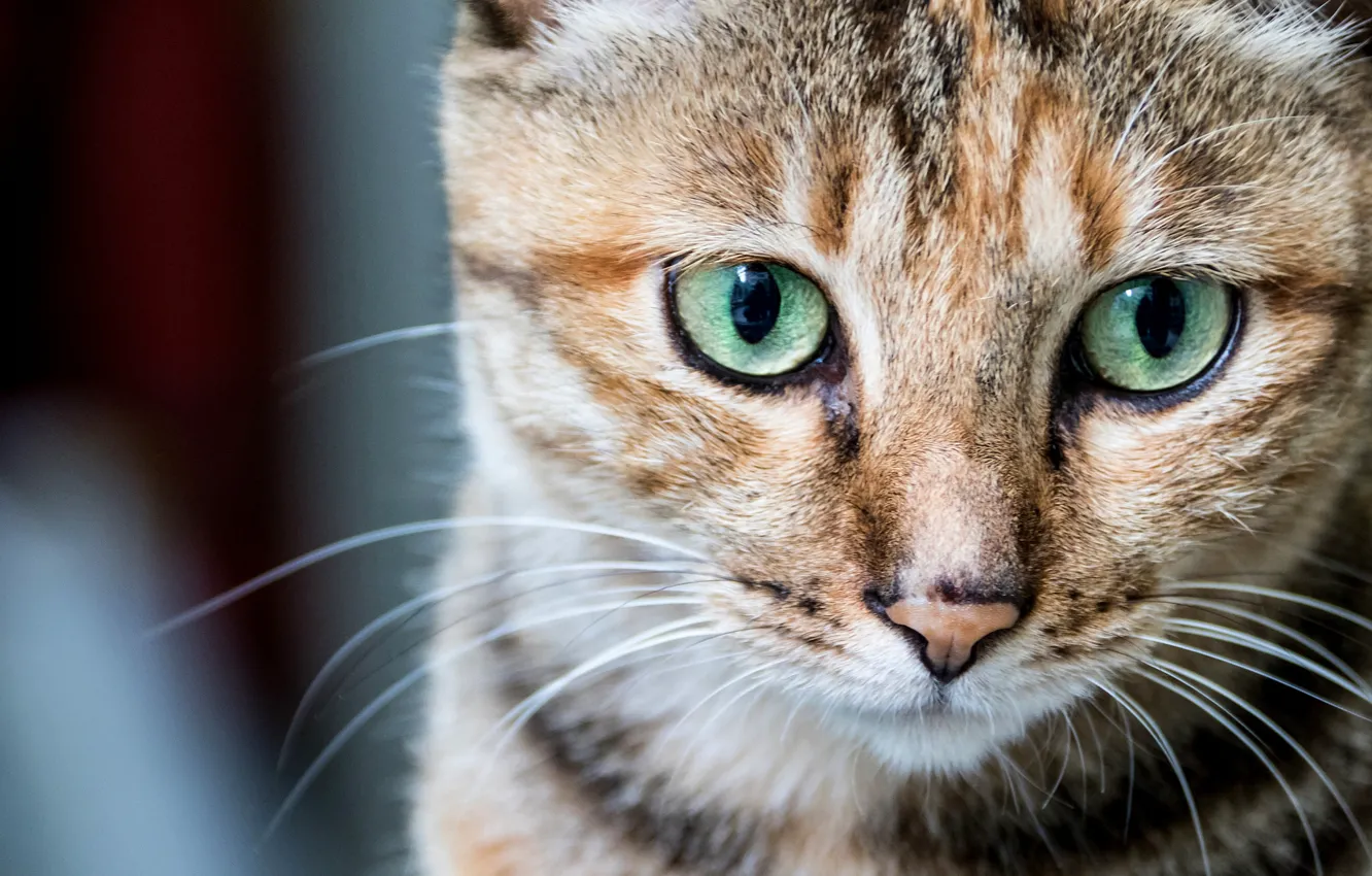 Photo wallpaper cat, cat, look, portrait, muzzle