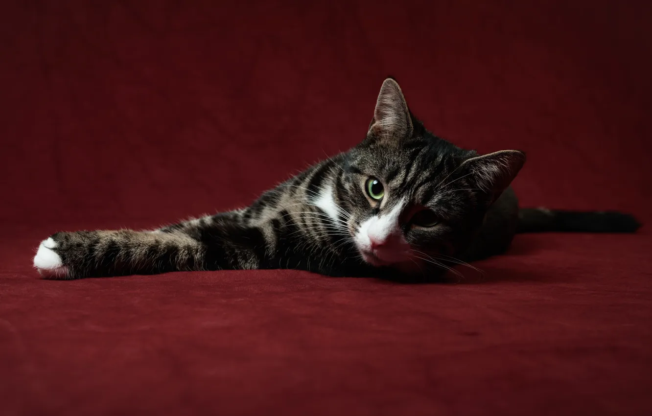 Photo wallpaper cat, grey, lies, red background