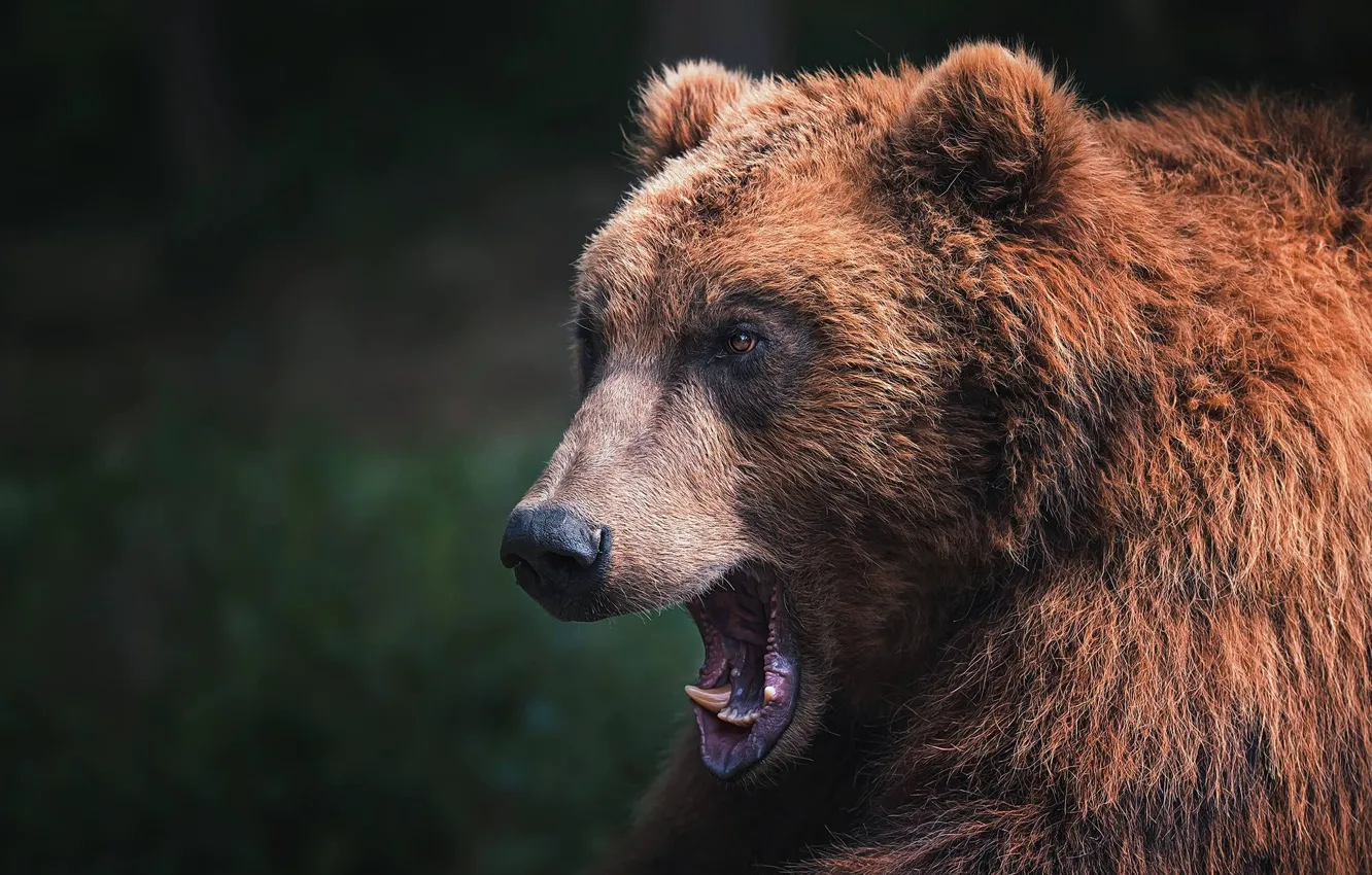 Photo wallpaper face, bear, beast, the Bruins