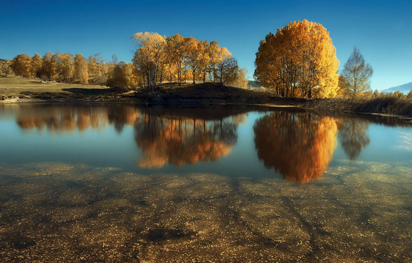 Photo wallpaper trees, landscape, nature, lake