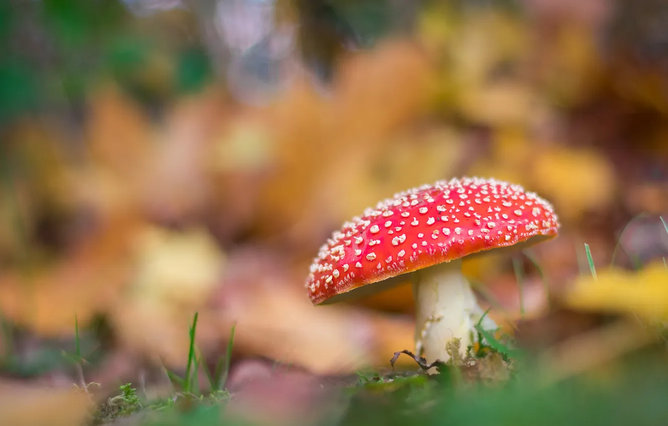 Photo wallpaper autumn, nature, mushrooms, blur, mushroom, bokeh