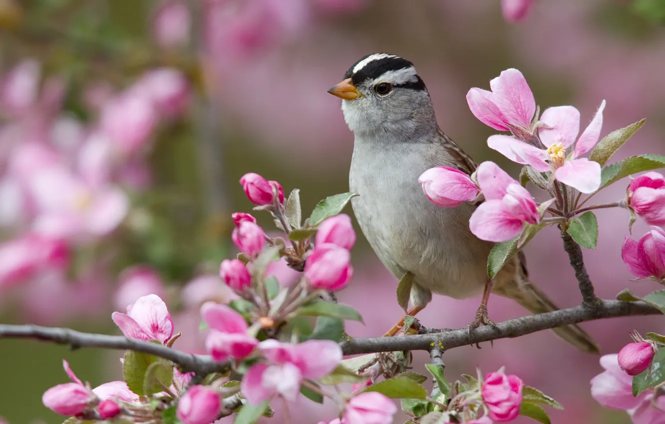 Photo wallpaper flowers, bird, branch, white-headed Sparrow oatmeal