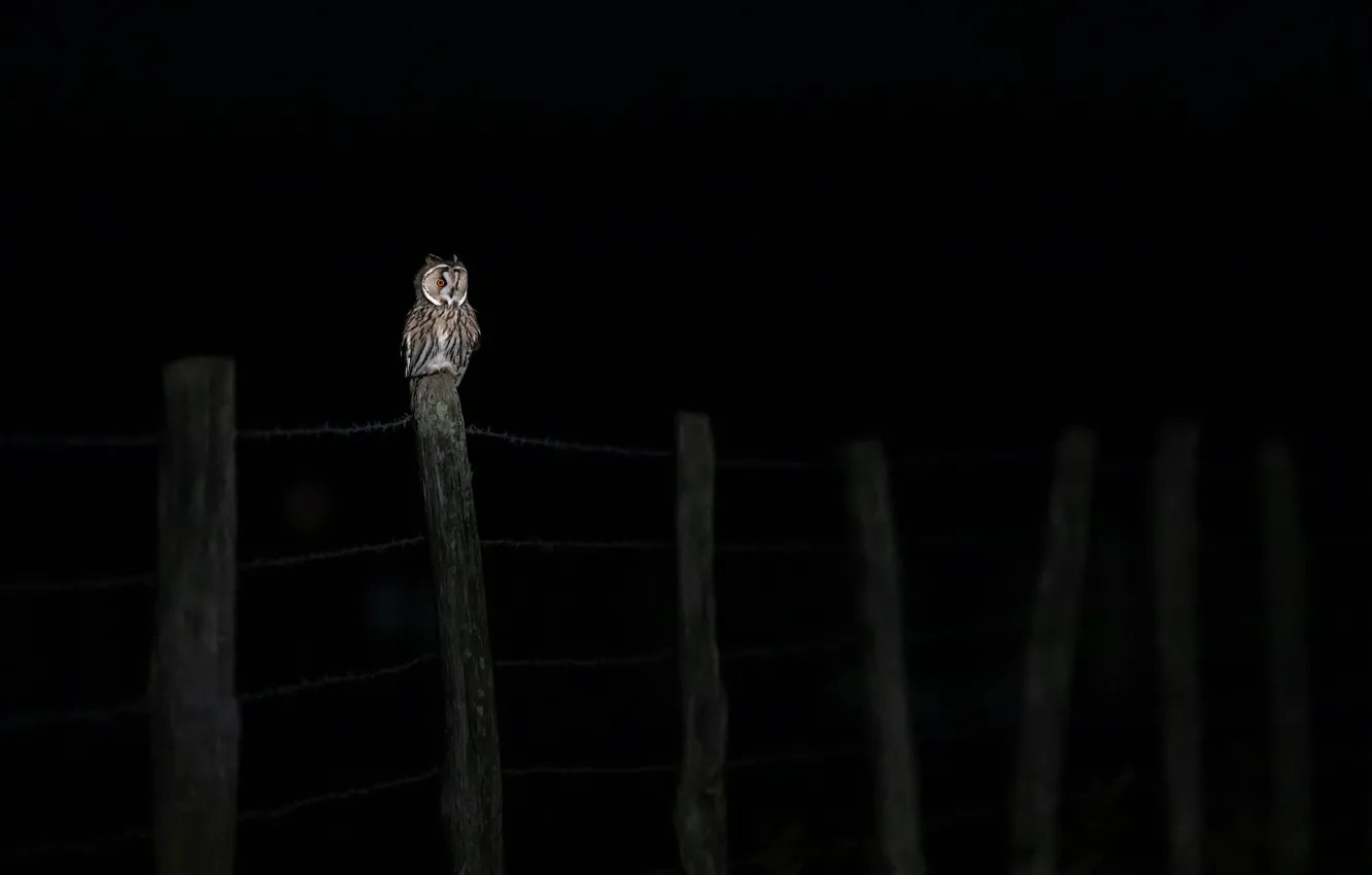 Photo wallpaper night, owl, bird, the fence