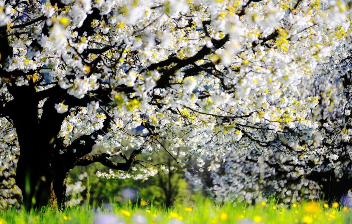 Photo wallpaper nature, spring, garden