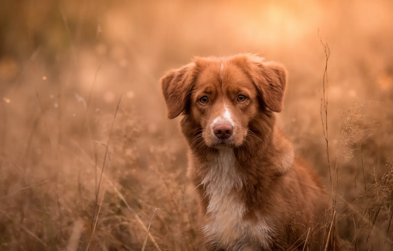 Photo wallpaper autumn, grass, look, face, nature, background, dog, red