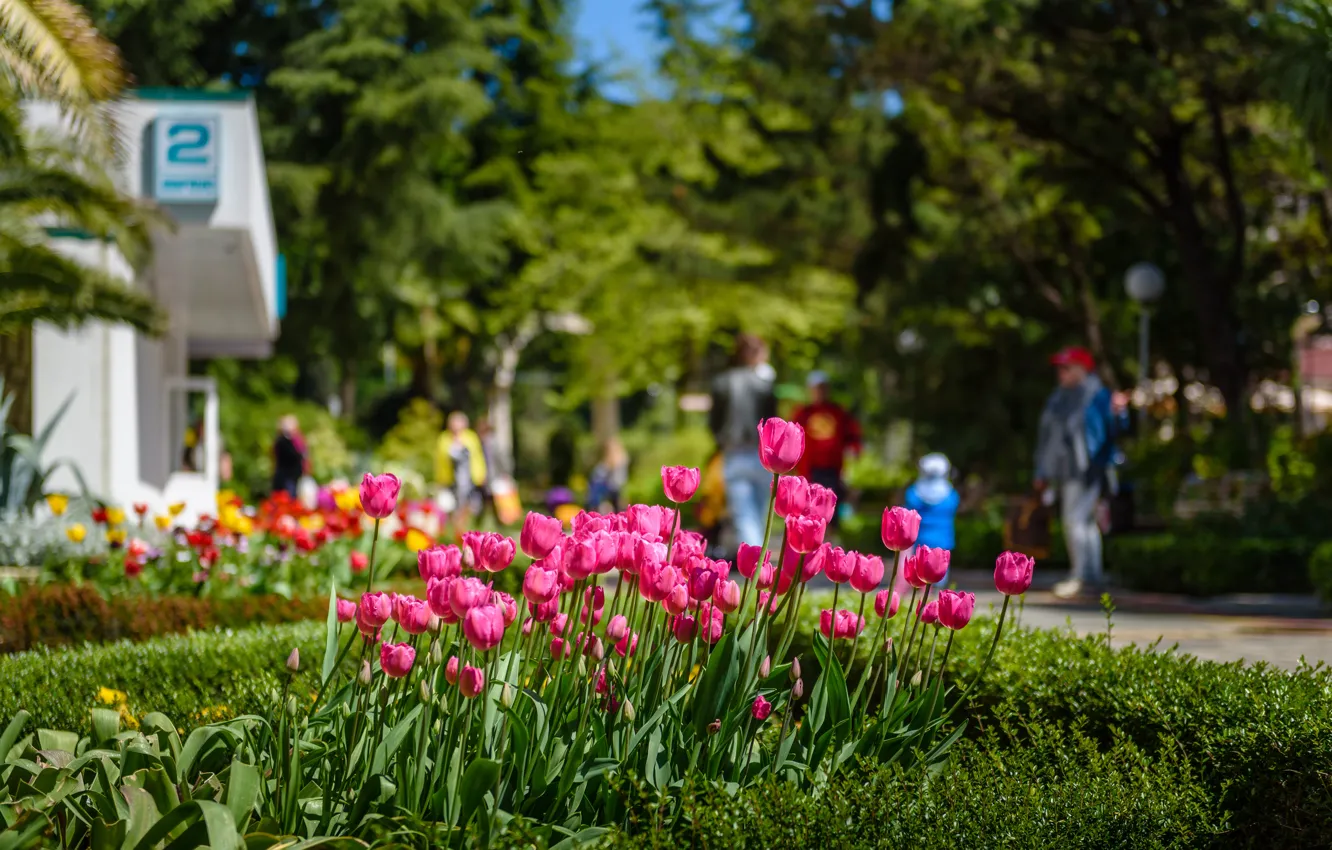 Photo wallpaper grass, trees, flowers, nature, spring, grass, trees, nature