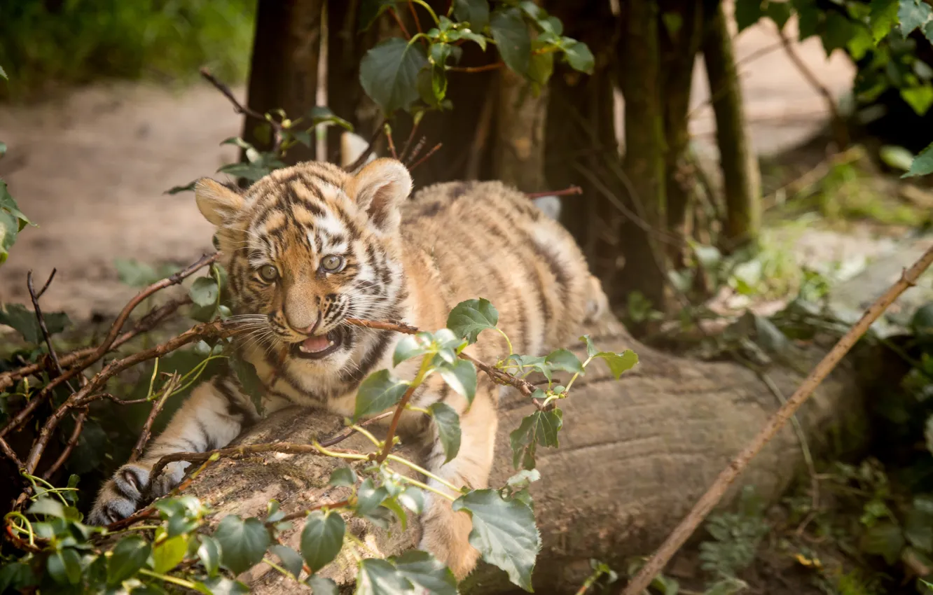 Photo wallpaper cat, tiger, branch, log, cub, kitty, Amur