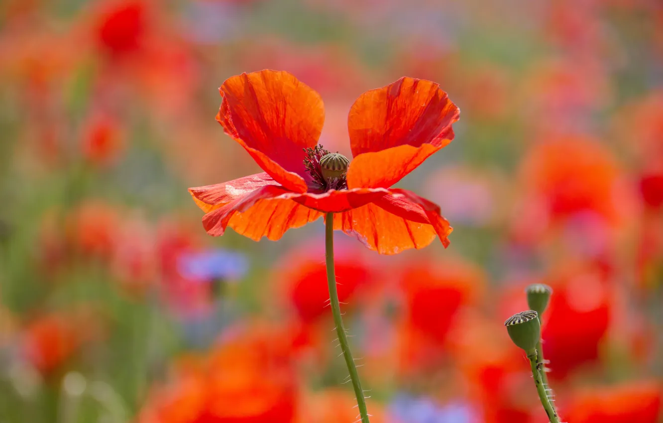 Photo wallpaper light, flowers, red, bright, Mac, Maki, poppy field