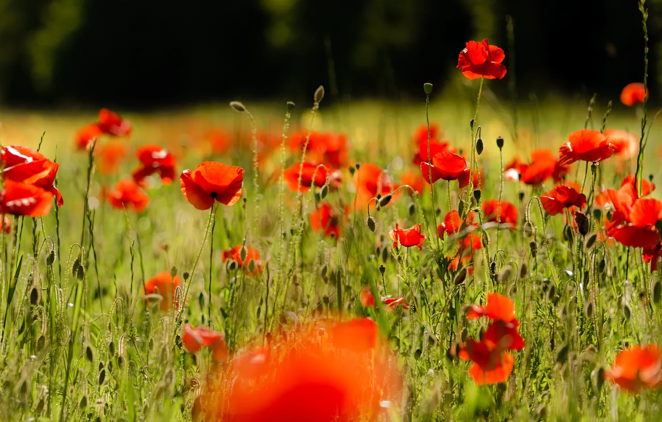 Photo wallpaper field, summer, light, flowers, red, glade, bright, Maki