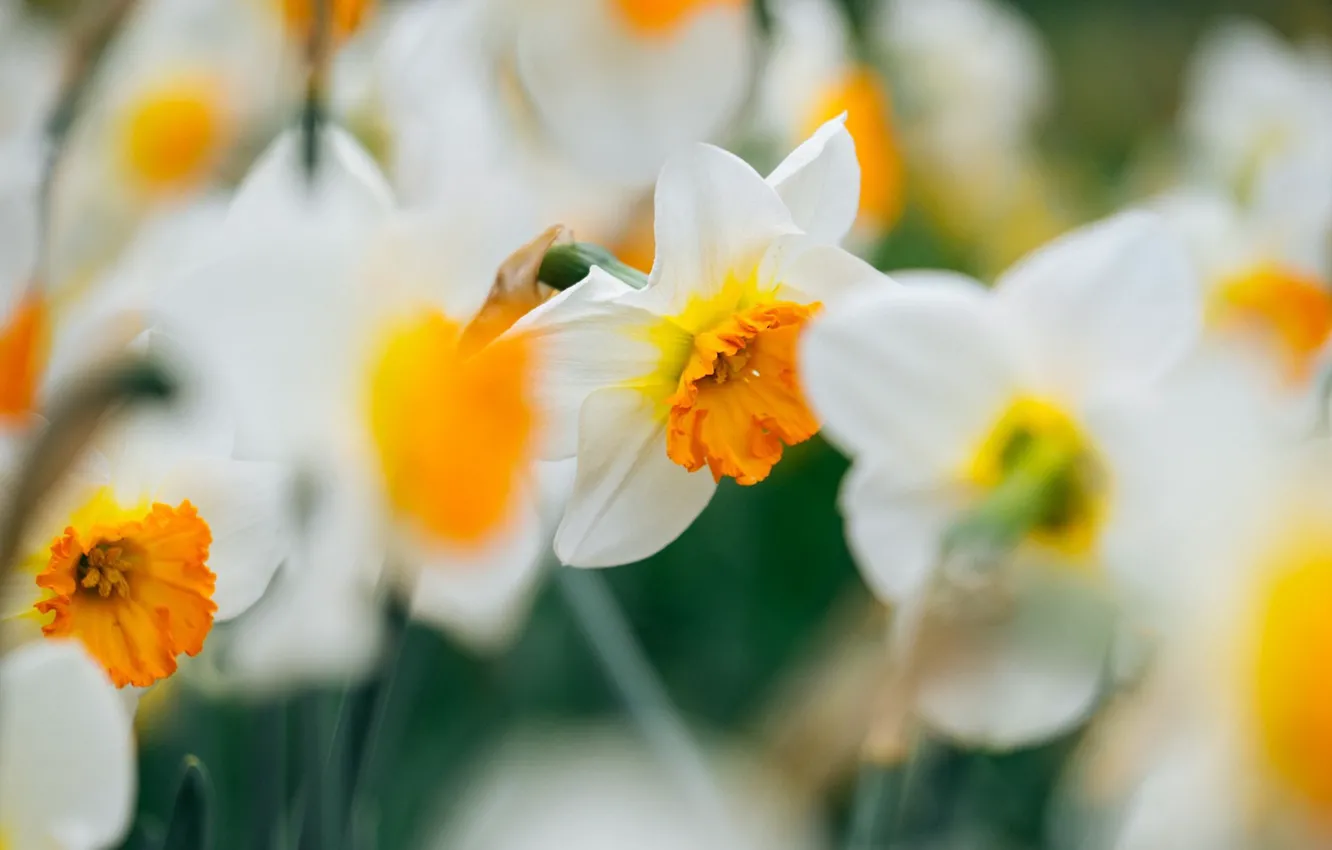Photo wallpaper flowers, spring, daffodils