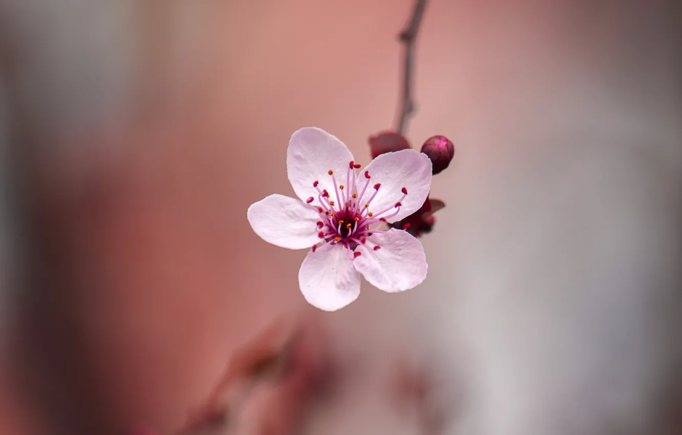 Photo wallpaper flowers, spring, Sakura, bokeh