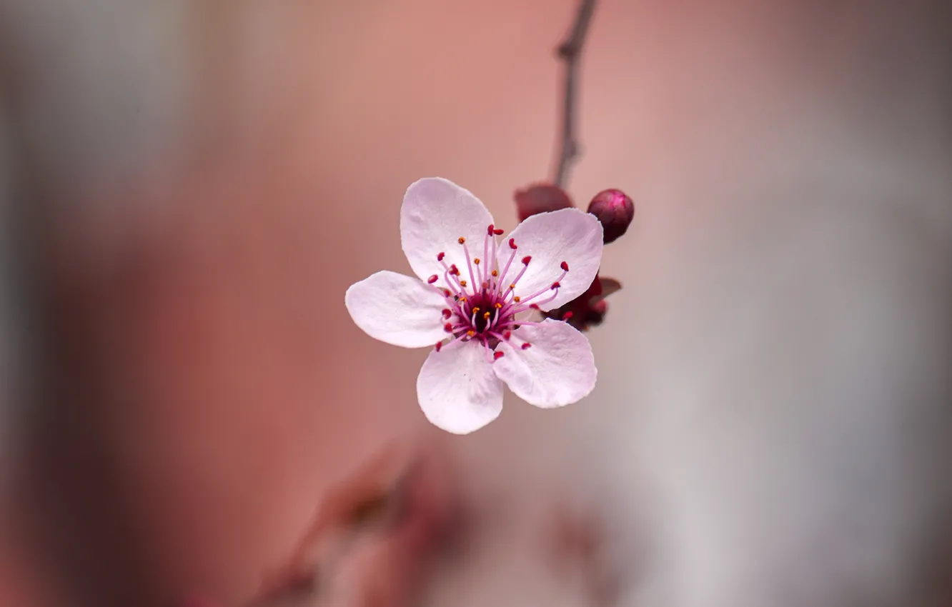 Photo wallpaper flower, spring, Sakura, bokeh