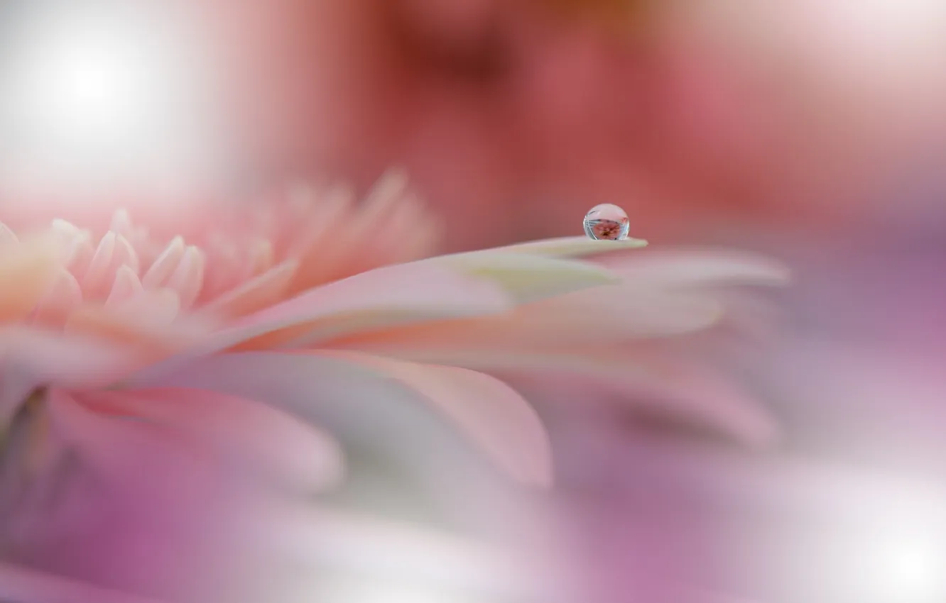 Photo wallpaper drops, macro, flowers, pink, gerbera