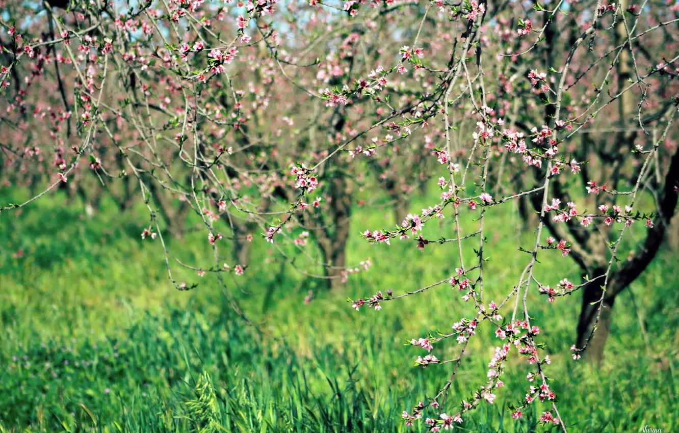 Photo wallpaper trees, nature, spring, garden