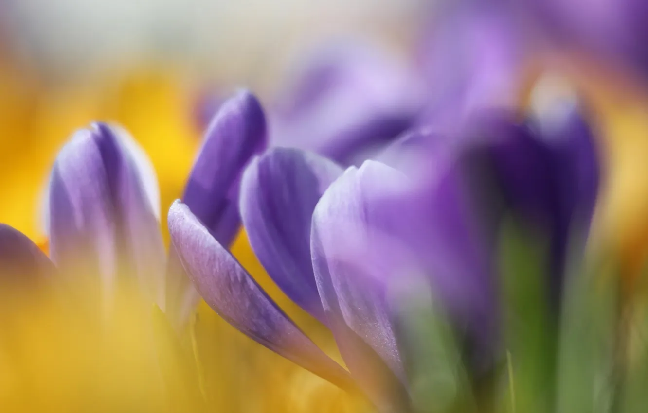 Photo wallpaper macro, yellow, spring, crocuses, primrose, lilac