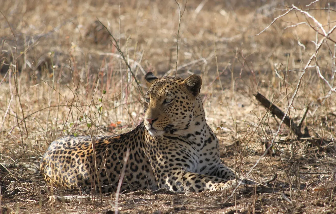Photo wallpaper branches, predator, leopard, wild cat