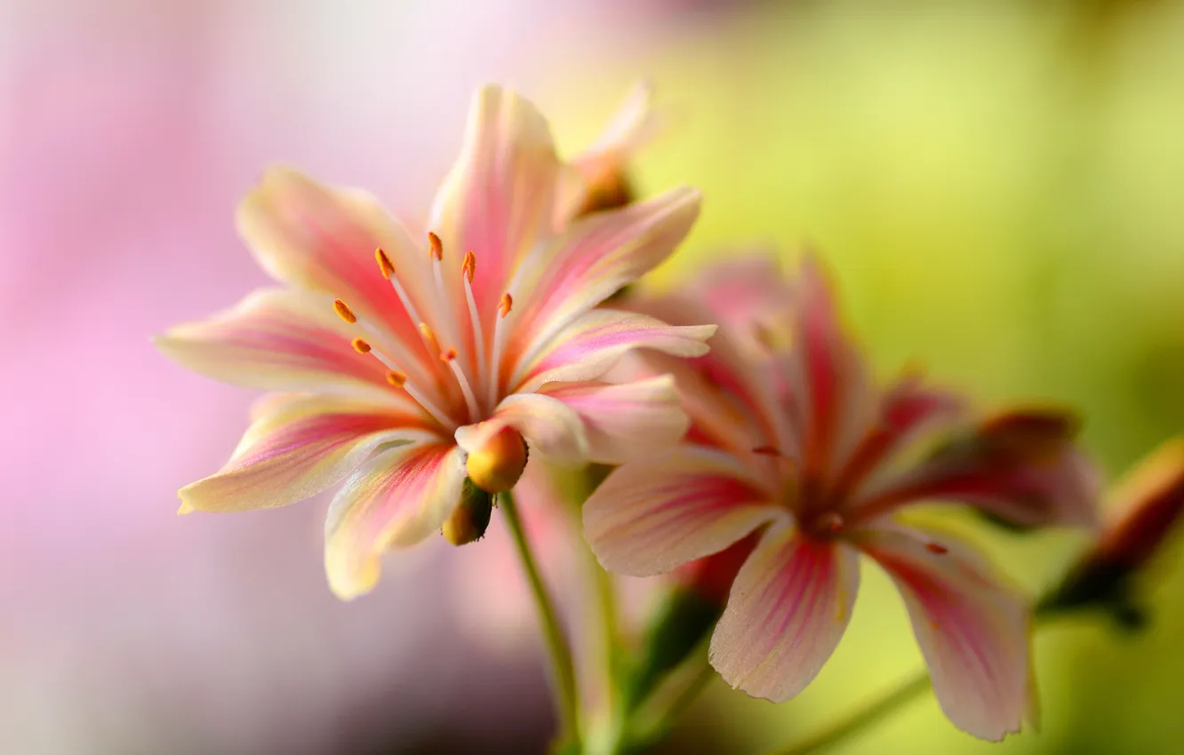 Photo wallpaper macro, plant, petals, stem, stamens