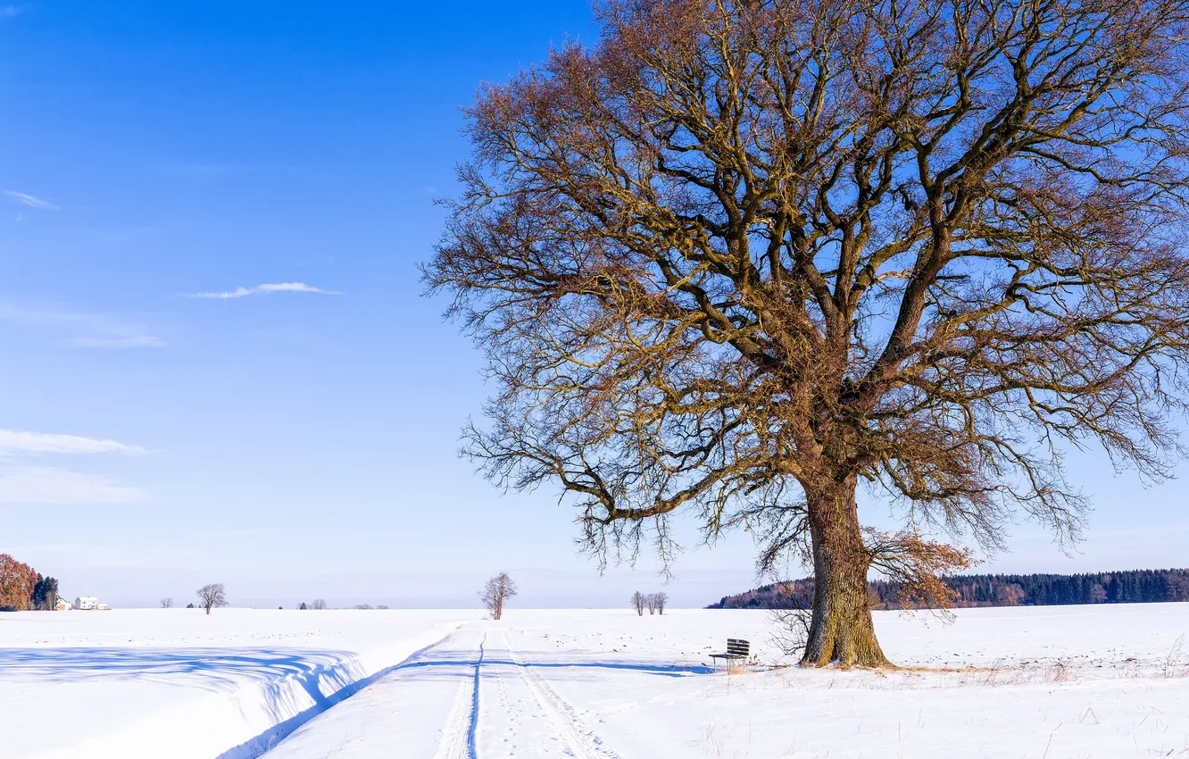 Photo wallpaper winter, road, the sky, snow, nature, tree, bench