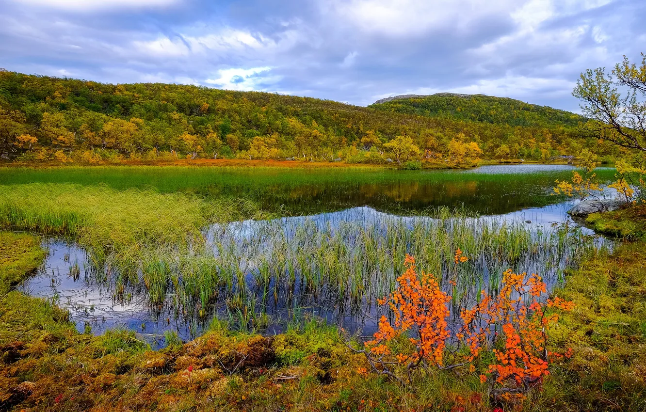 Photo wallpaper autumn, grass, river, Norway, reed, Aunfjellet