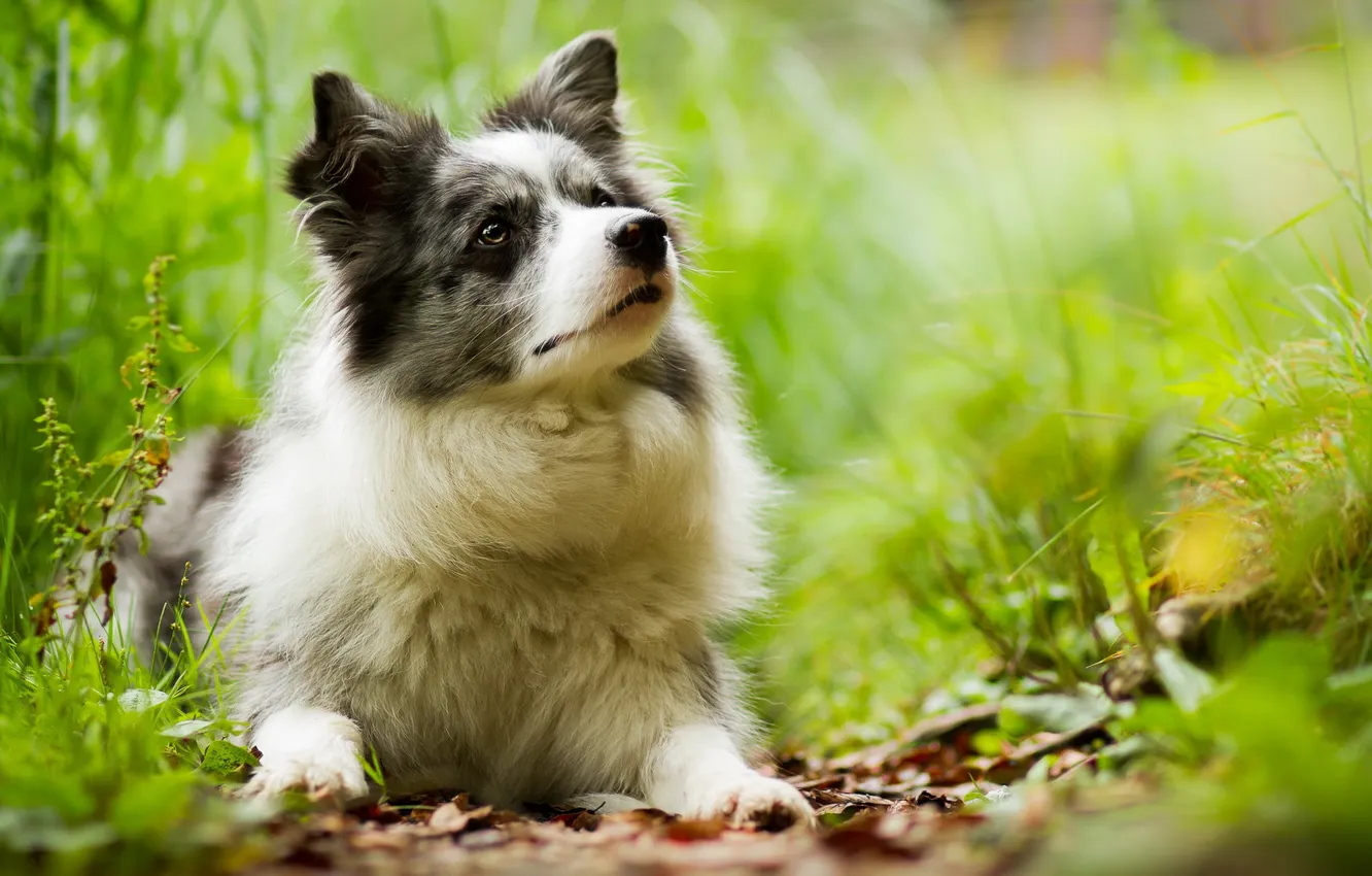 Photo wallpaper look, each, dog