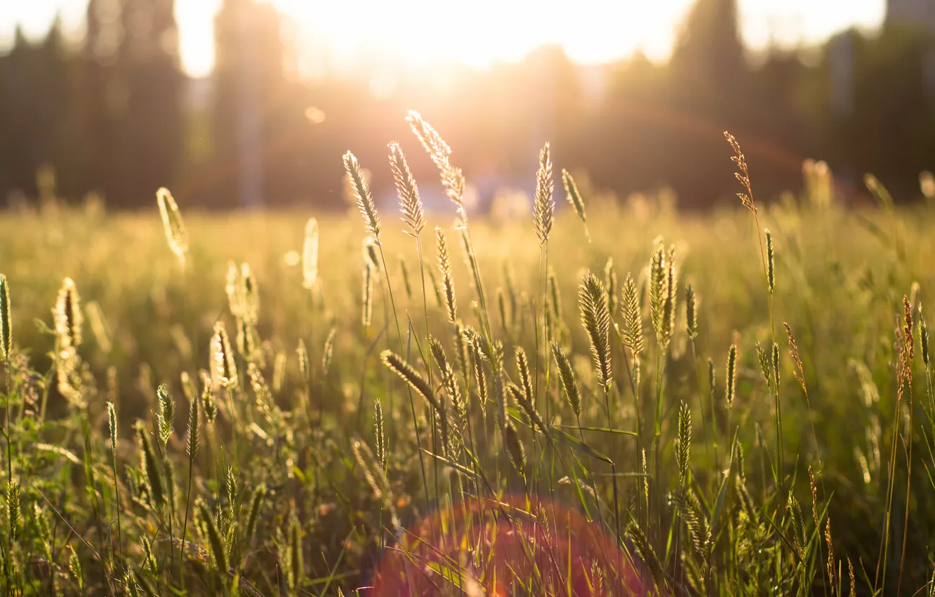 Photo wallpaper field, grass, the sun