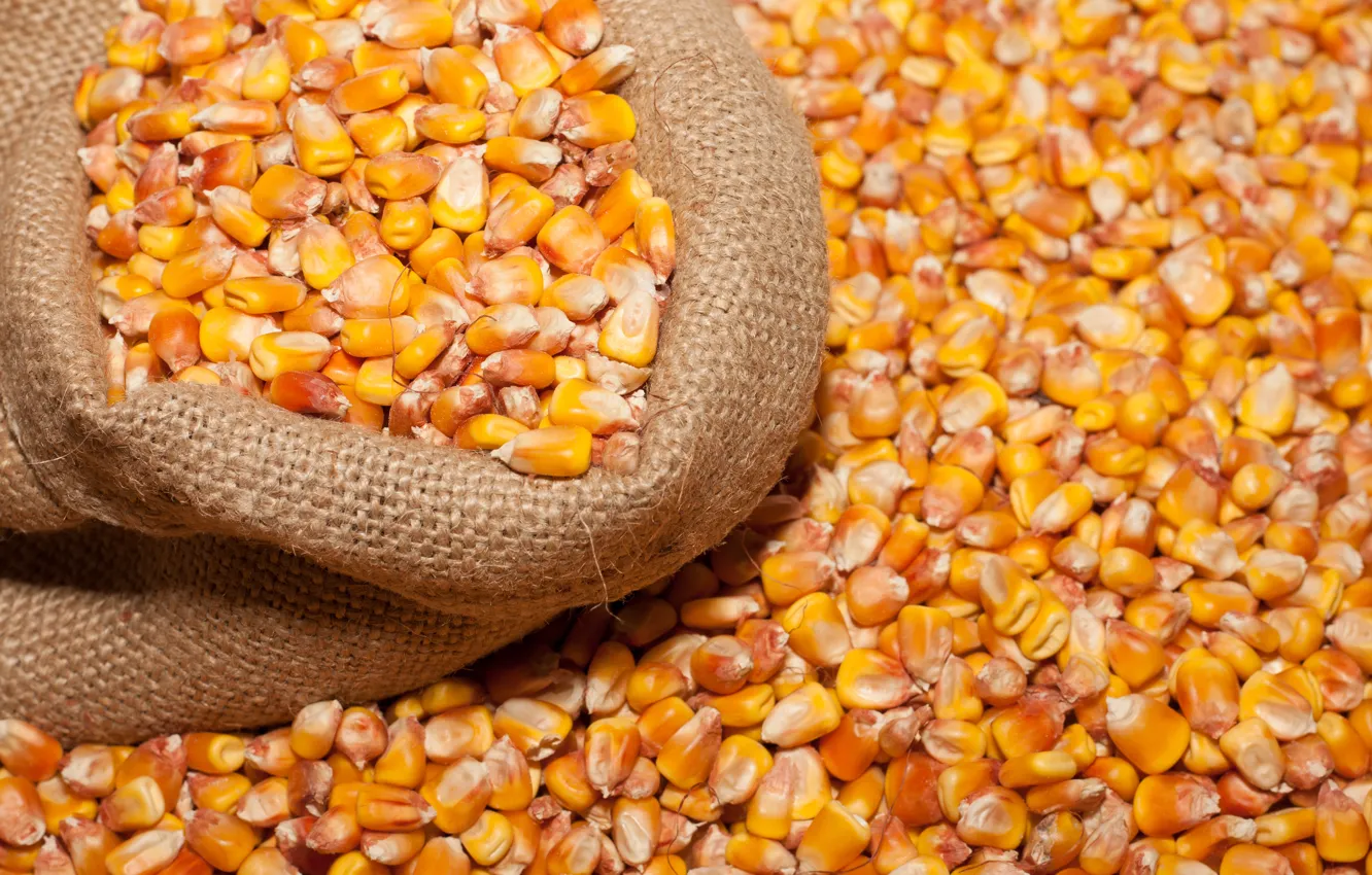 Photo wallpaper beans, bag, corn