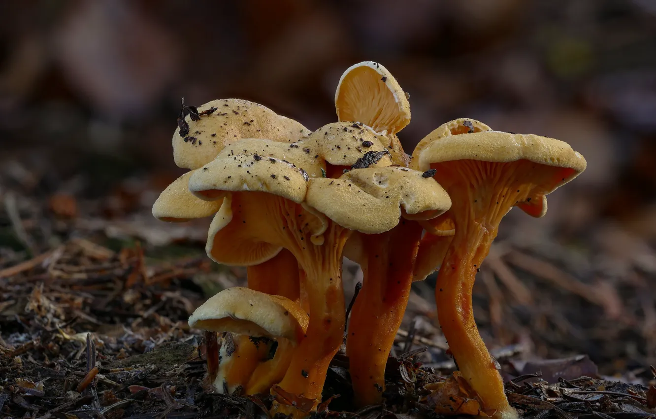 Photo wallpaper autumn, mushrooms, Beat Buetikofer